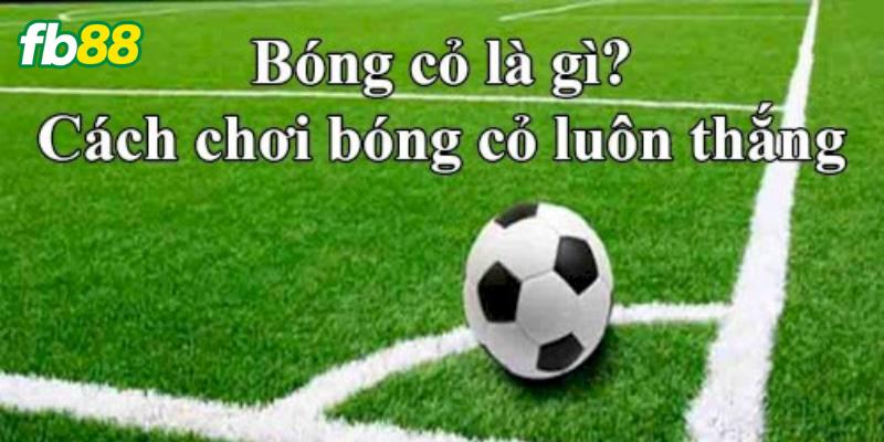 Tìm hiểu bóng cỏ là gì?